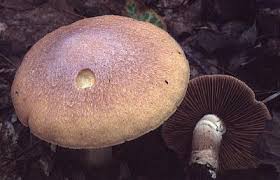 Attēlu rezultāti vaicājumam “Rozites caperata”