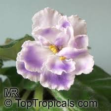 Image result for Saintpaulia ionantha Culitvar