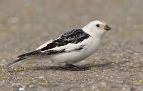 Attēlu rezultāti vaicājumam “Plectrophenax nivalis adult”