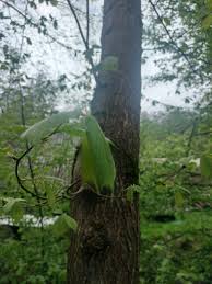 Attēlu rezultāti vaicājumam “Ulmus minor f. suberosa”
