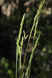 Attēlu rezultāti vaicājumam “Poa nemoralis leaf”