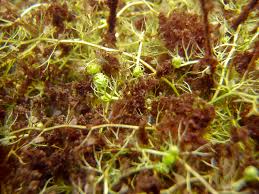 Attēlu rezultāti vaicājumam “Utricularia minor”