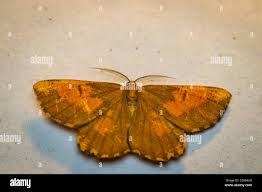 Attēlu rezultāti vaicājumam “Angerona prunaria”