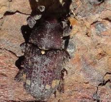 Attēlu rezultāti vaicājumam “Pissodes castaneus”