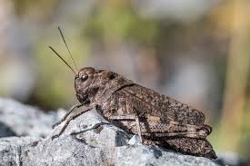 Attēlu rezultāti vaicājumam “Psophus stridulus”