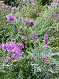 Attēlu rezultāti vaicājumam “Centaurea stoebe”