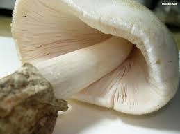 Attēlu rezultāti vaicājumam “Volvariella bombycina”