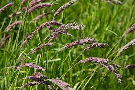 Attēlu rezultāti vaicājumam “Holcus lanatus  flower”