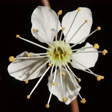 Attēlu rezultāti vaicājumam “Prunus cerasifera var. divaricata flower”