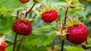 Attēlu rezultāti vaicājumam “Fragaria vesca fruit”