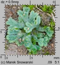 Attēlu rezultāti vaicājumam “Riccia sorocarpa”