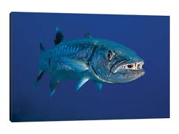 Image result for Sphyraena barracuda