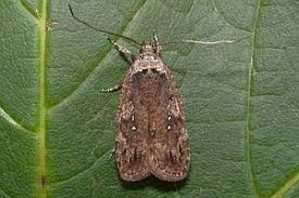 Attēlu rezultāti vaicājumam “Agonopterix ciliella”