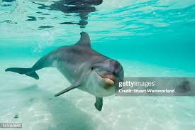 Image result for Tursiops truncatus