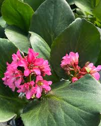 Attēlu rezultāti vaicājumam “Bergenia crassifolia flower”