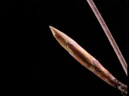 Attēlu rezultāti vaicājumam “Fagus sylvatica fo. laciniata bud”