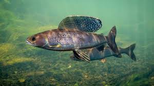 Image result for Thymallus thymallus