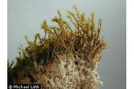 Attēlu rezultāti vaicājumam “Didymodon tophaceus”