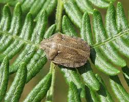 Attēlu rezultāti vaicājumam “Eurygaster testudinaria”