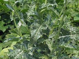 Image result for Silybum marianum