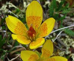 Attēlu rezultāti vaicājumam “Saxifraga hirculus”