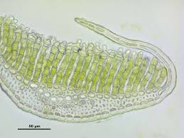 Attēlu rezultāti vaicājumam “Polytrichum strictum”