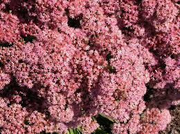 Attēlu rezultāti vaicājumam “Hylotelephium telephium flower”