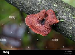Attēlu rezultāti vaicājumam “Polyporus tubaeformis”