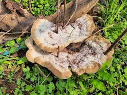 Attēlu rezultāti vaicājumam “Stereum rugosum”