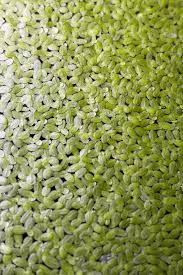 Attēlu rezultāti vaicājumam “Lemna minor”