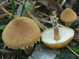 Attēlu rezultāti vaicājumam “Cystoderma amianthinum”