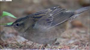 Image result for Locustella certhiola