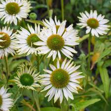 Attēlu rezultāti vaicājumam “Calamagrostis purpurea flower”