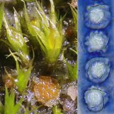 Attēlu rezultāti vaicājumam “Lamprospora tortulae-ruralis”