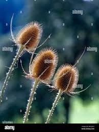 Image result for Dipsacus silvestris