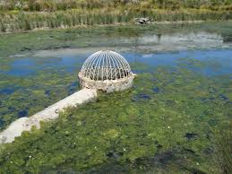 Attēlu rezultāti vaicājumam “Cladophora glomerata”