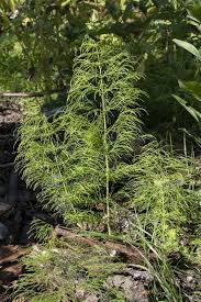 Attēlu rezultāti vaicājumam “Equisetum sylvaticum”