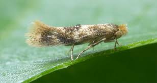 Attēlu rezultāti vaicājumam “Bucculatricidae”