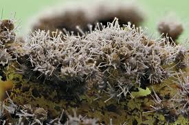 Attēlu rezultāti vaicājumam “Polycephalomyces tomentosus”