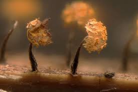 Attēlu rezultāti vaicājumam “Physarum viride var. aurantium”