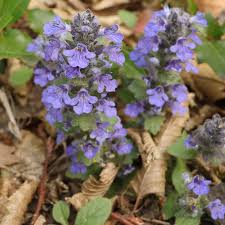 Attēlu rezultāti vaicājumam “Ajuga genevensis flower”