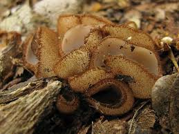 Attēlu rezultāti vaicājumam “Humaria hemisphaerica”