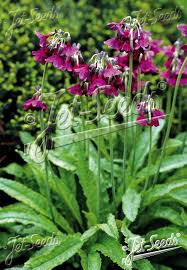 Attēlu rezultāti vaicājumam “Primula”