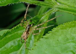 Attēlu rezultāti vaicājumam “Anyphaena accentuata”