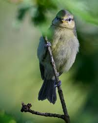Attēlu rezultāti vaicājumam “Cyanistes caeruleus juvenile”