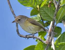 Image result for Vireo philadelphicus