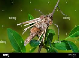 Attēlu rezultāti vaicājumam “Canephora hirsuta larva”