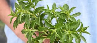 Image result for Stevia rebaudiana