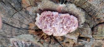 Attēlu rezultāti vaicājumam “Stemonitis marjana stalked”