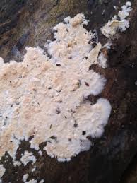 Attēlu rezultāti vaicājumam “Basidioradulum radula”